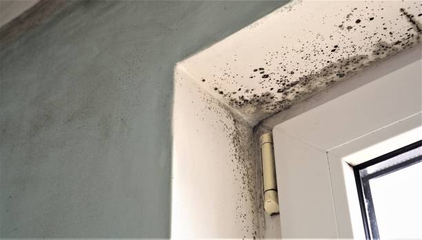 Best Residential Mold Inspection & Testing  in Bangor, ME