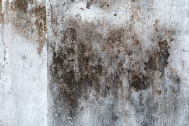 Best Emergency Mold Remediation  in Bangor, ME