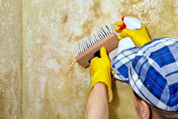 Best Commercial Mold Inspection  in Bangor, ME