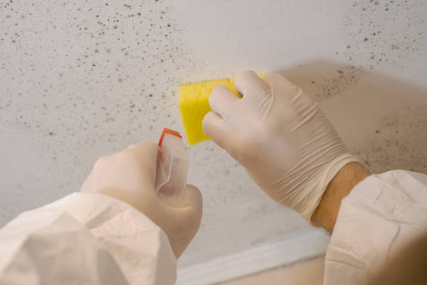Best Industrial Mold Remediation  in Bangor, ME