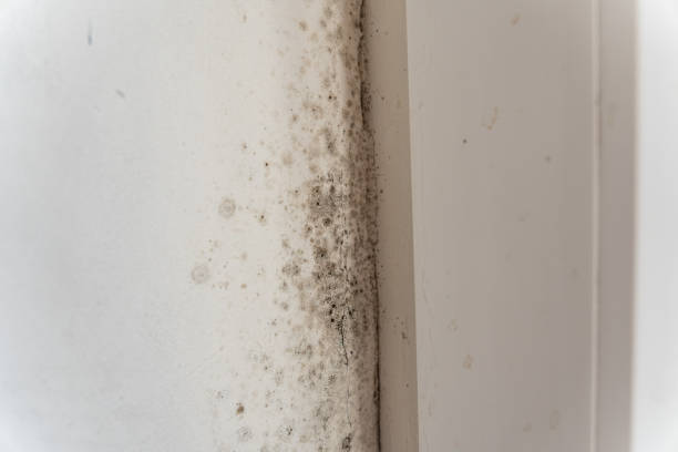 Best Air Quality Testing for Mold Spores  in Bangor, ME