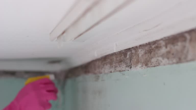 Best Basement Mold Removal  in Bangor, ME